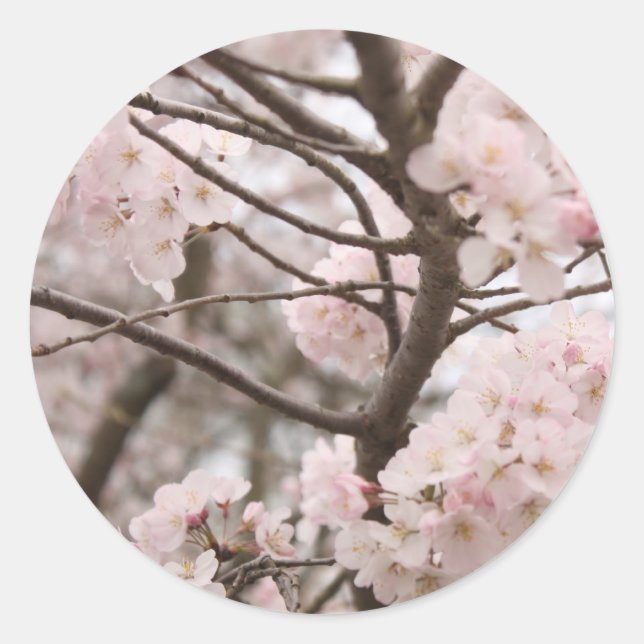 Adesivo Cherry Blossom Stickers (Frente)