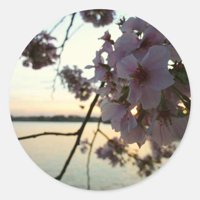 Adesivo Cherry Blossom Sunset em Washington DC (Frente)