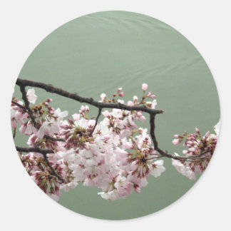 Adesivo Cherry Blossom Washington DC