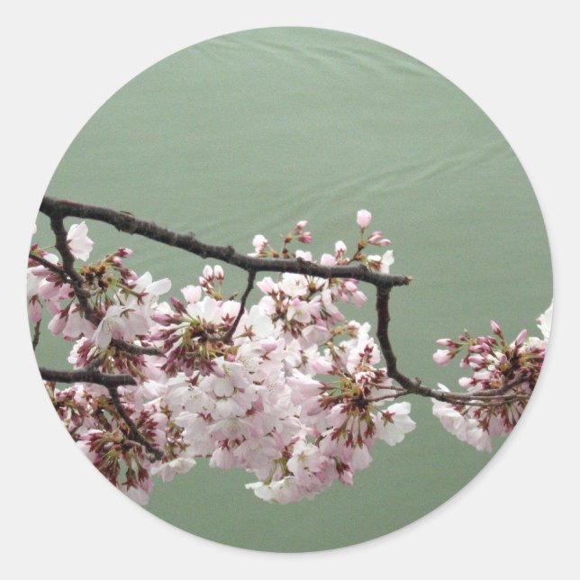 Adesivo Cherry Blossom Washington DC (Frente)