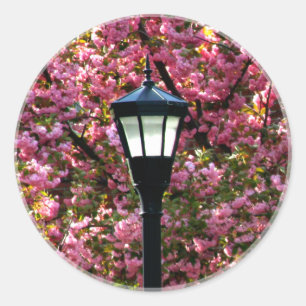 Adesivo Cherry Blossomo Lâmpada Vitoriana Posta Cena Boni