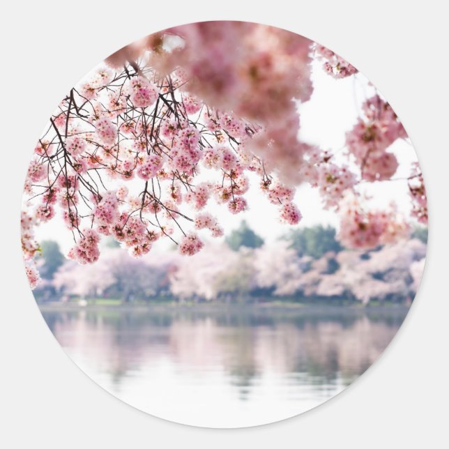 Adesivo Cherry Blossoms (Frente)