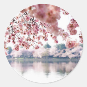 Adesivo Cherry Blossoms