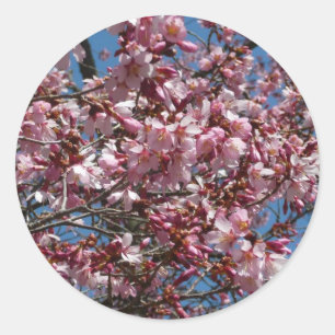 Adesivo Cherry Blossoms e Blue Sky Primavera Floral
