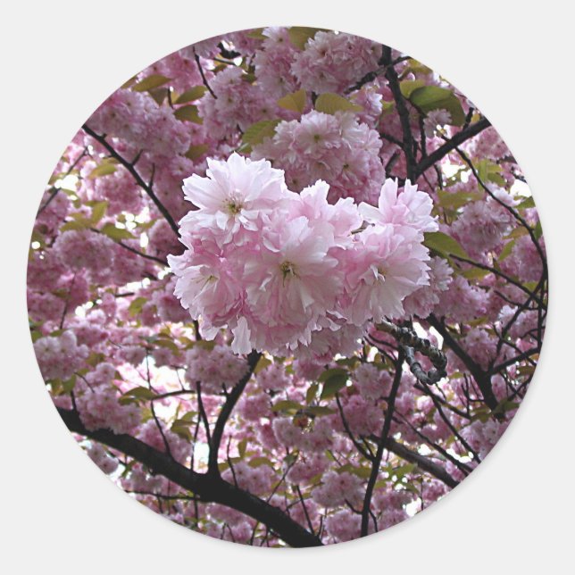 Adesivo Cherry Blossoms Sticker (Frente)