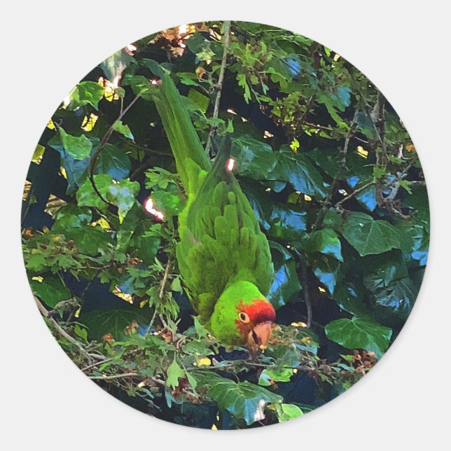 Adesivo Cherry Headed Conure #1 Stickers (Frente)