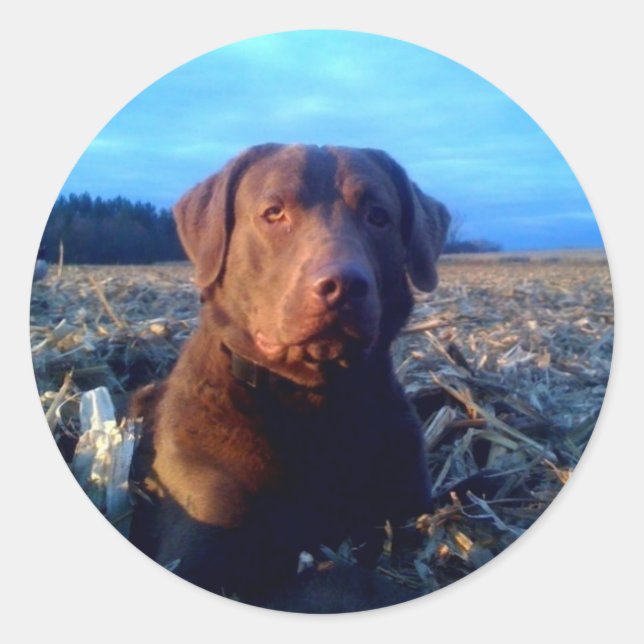 Adesivo Chessie (Frente)