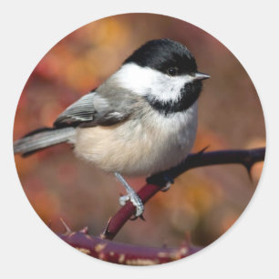 Adesivo Chickadee