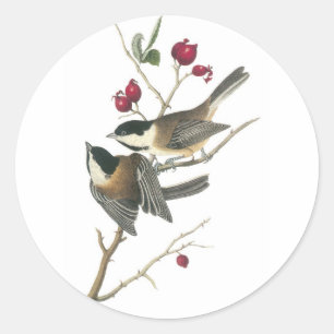 Adesivo Chickadee Preto-tampado, John Audubon