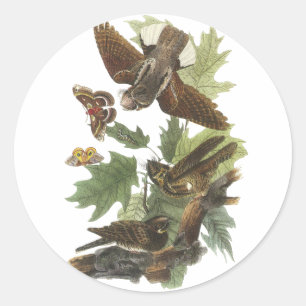Adesivo Chicote-pobre-, John Audubon