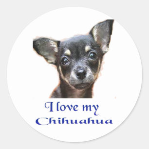 Adesivo Chihuahua