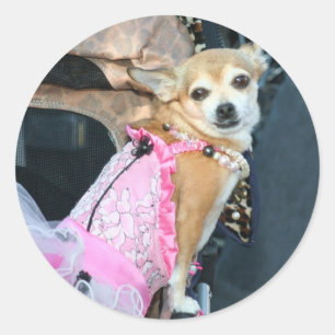 Adesivo Chihuahua