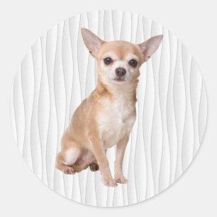 Adesivo Chihuahua