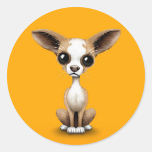 Adesivo Chihuahua curiosa bonito com as grandes orelhas no