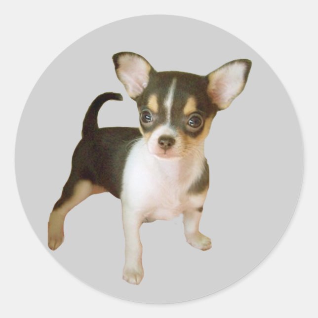 Adesivo Chihuahua Cutie Sticker (Frente)