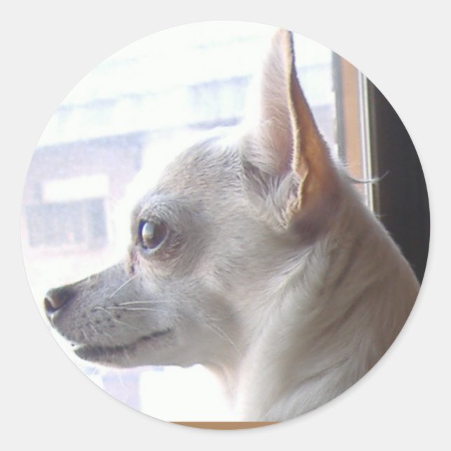 Adesivo Chihuahua Face Perfil Stickers (Frente)