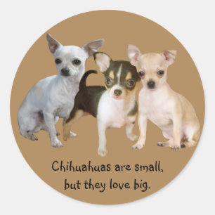 Adesivo Chihuahua Happy Trio Sticker