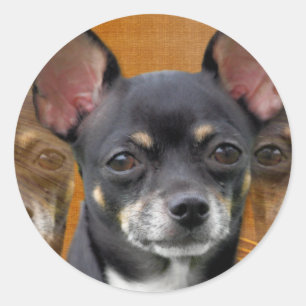 Adesivo Chihuahua Isabella Cresent Lua
