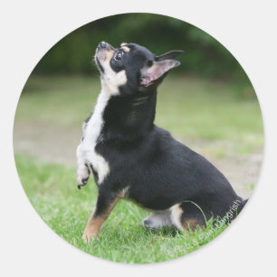 Adesivo Chihuahua preta e de creme