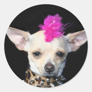 Adesivo Chihuahua Punk
