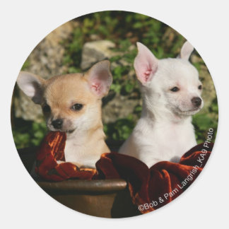 Adesivo Chihuahua Puppies