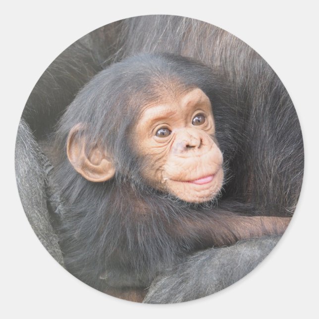 Adesivo Chimpanzé (Frente)