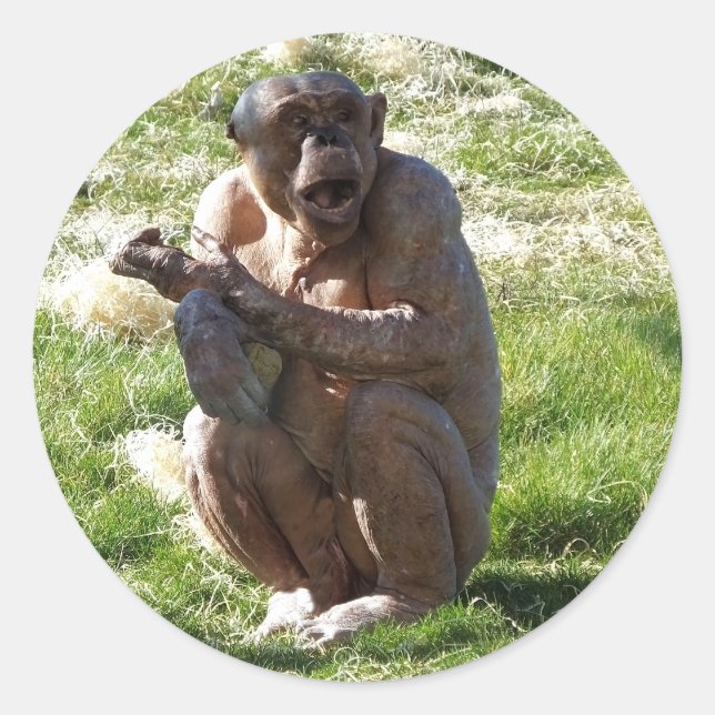 ADESIVO CHIMPANZÉ (Frente)
