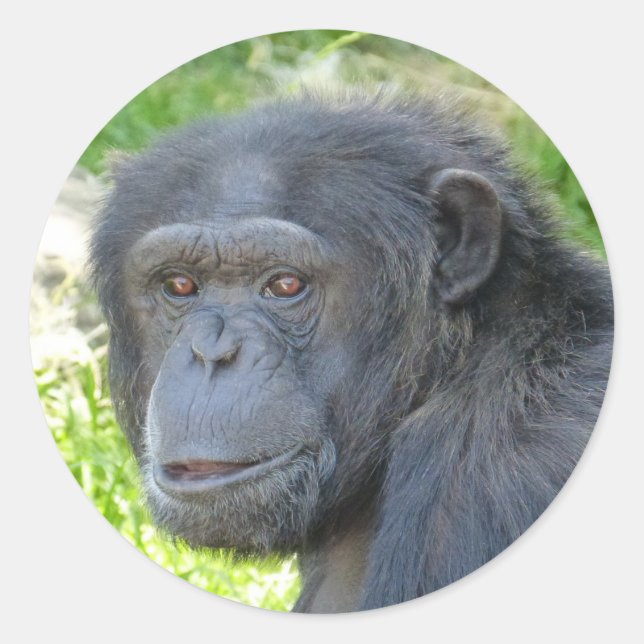 Adesivo Chimpanzé - Sticker (Frente)
