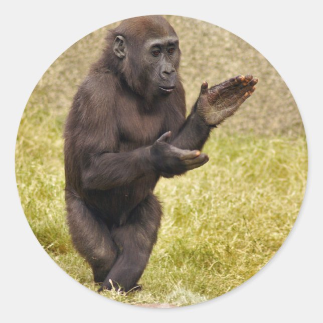 Adesivo Chimpanzé Sticker (Frente)