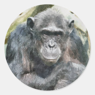 ADESIVO CHIMPANZÉS CUTAS