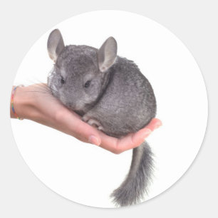 Adesivo chinchilla