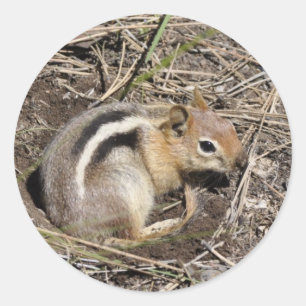 Adesivo Chipmunk
