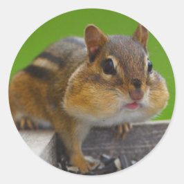 Adesivo chipmunk