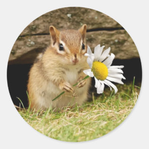 Adesivo Chipmunk adorável do bebê com margarida