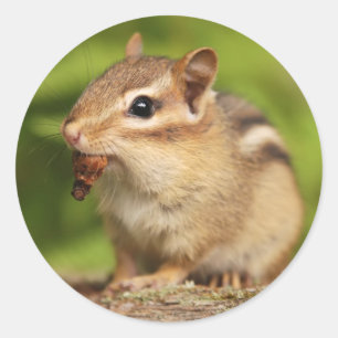 Adesivo Chipmunk adorável do bebê com petisco