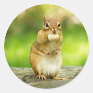 Adesivo Chipmunk com deleite