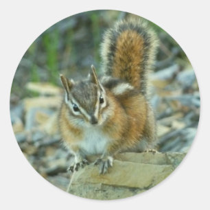 Adesivo Chipmunk no Parque Nacional Glacier I