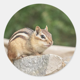 Adesivo Chipmunk numa pedra