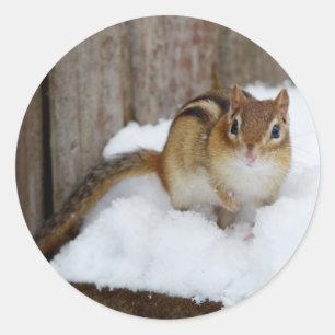 Adesivo Chipmunk pequeno bonito na neve