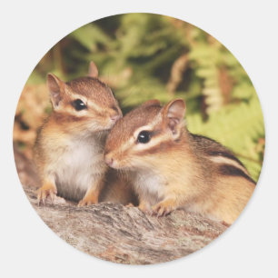 Adesivo Chipmunks do bebê dos melhores amigos