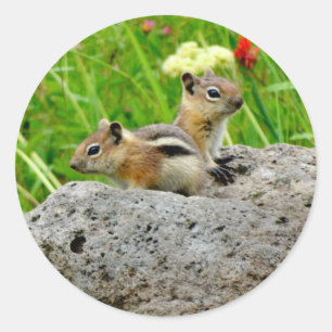 Adesivo Chipmunks e wildflowers