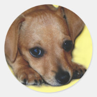 Chiweenie Sticker