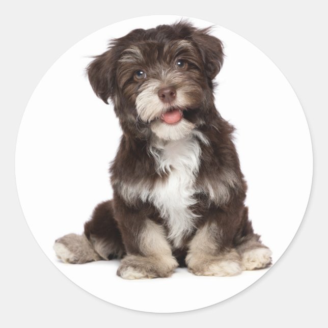 Adesivo Chocolate Brown & White Havanese Puppy Dog Sticker (Frente)