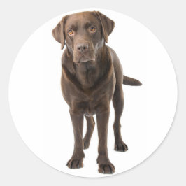 Adesivo Chocolate Castanho Labrador Retriever Cachorro