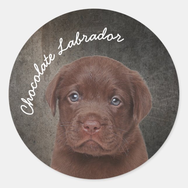 Adesivo Chocolate Labrador (Frente)