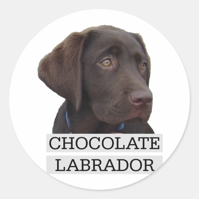 Adesivo Chocolate Labrador design único! (Frente)