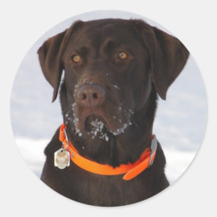 Adesivo Chocolate Labrador Sticker