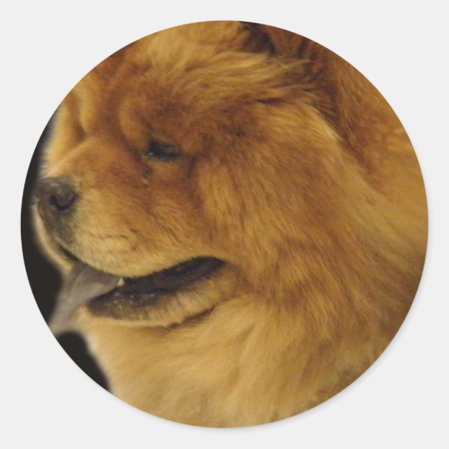 Adesivo Chow Chow (Frente)