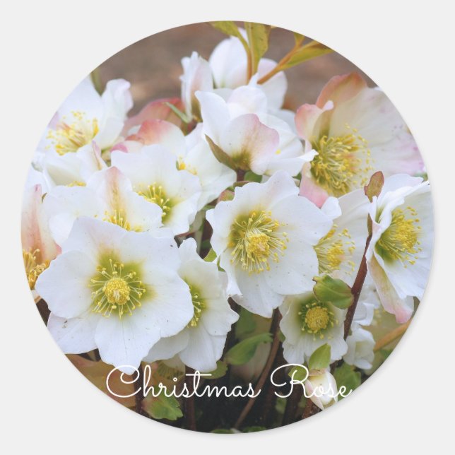 Adesivo Christmas Rose [Round Seal] (Frente)