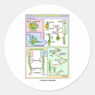 Adesivo Ciclo De Vida De Um Moss Típico (Bryophyte)